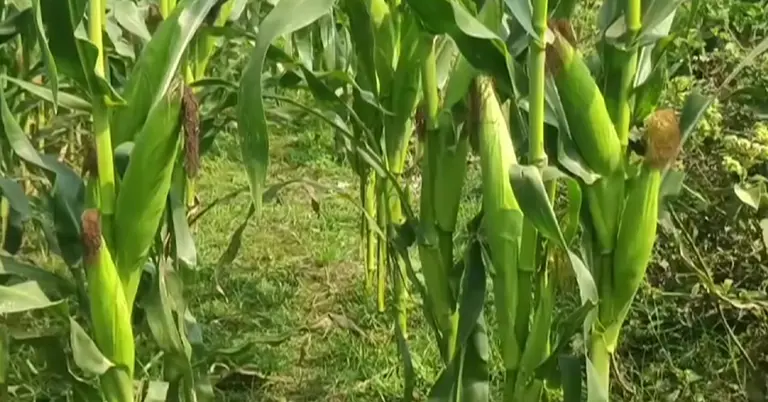 ভুট্টা খেত